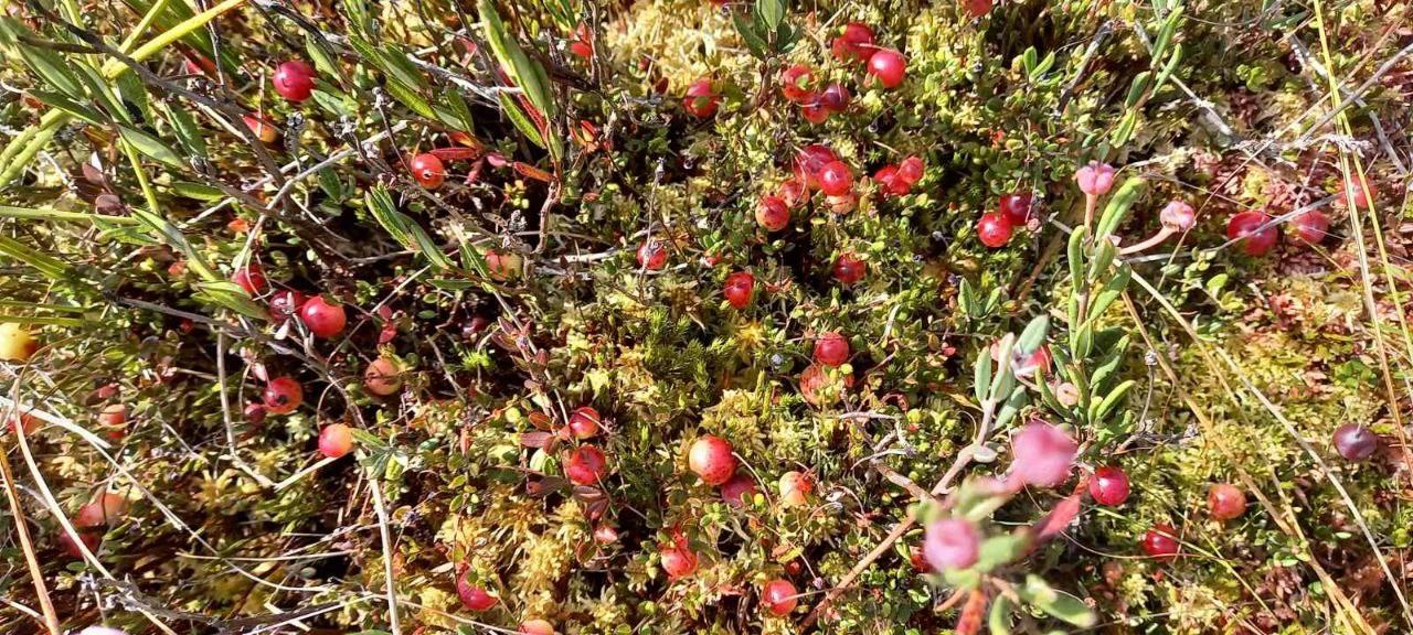 photo_5307877394109036573_y.jpg photo_5307877394109036573_y.jpg